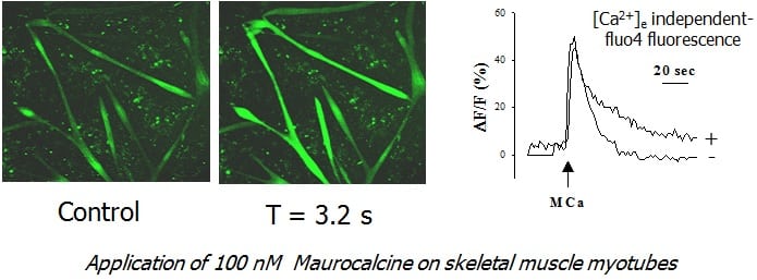 Maurocalcine ryanodine receptor activator of skeletal muscle myotubes 