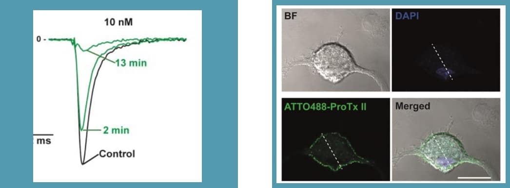 Nav1.7 protx-II fluorescent