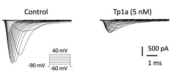 Tp1a - selective blocker of Nav1.7 sodium channel